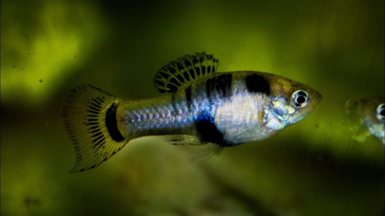 Xiphophorus xiphidium "Río Soto la Marina" - Swordtail Platyfish ᴴᴰ