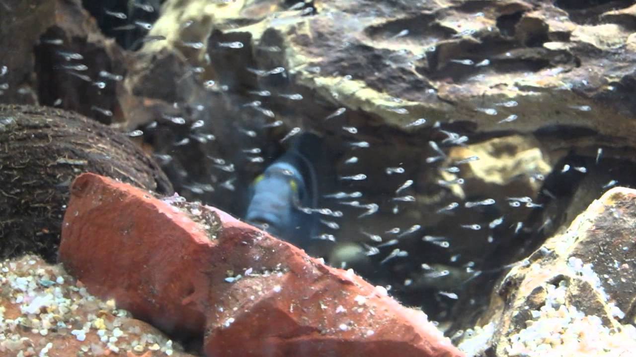 Fry Neolamprologus Tretocephalus Мальки Третоцефаллуса