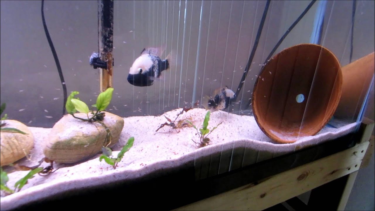 Herichthys pantostictus rio panuco raising fry