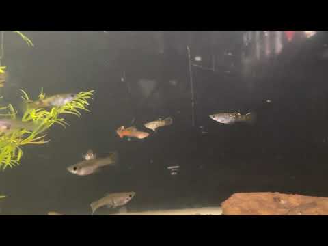 Very rare and very beautiful wild micropoecilia picta guppy!