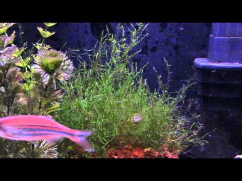 Pearl Danio "Danio albolineatus" Breeding in the moss