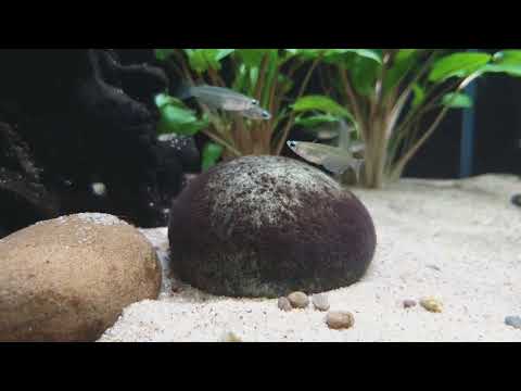 Oryzias dancena (wild) bij Aquarium Speciaalzaak Utaka