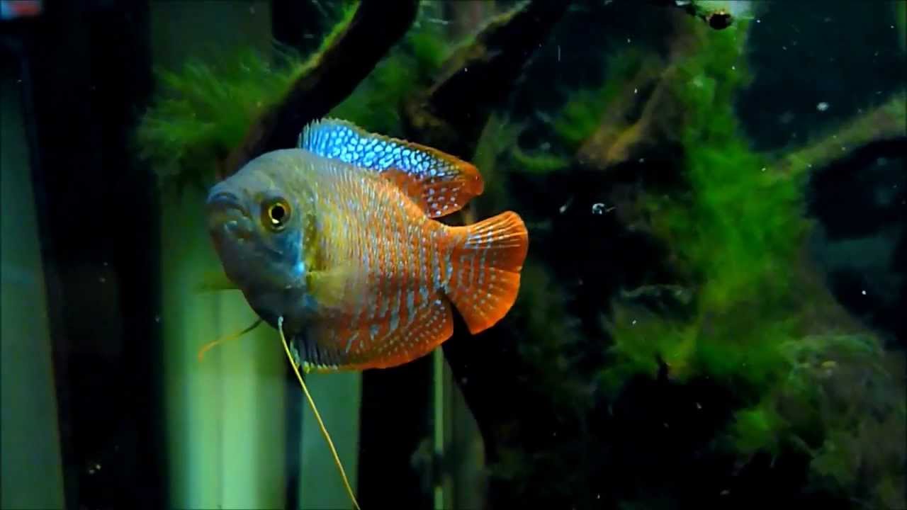 Dwarf Gourami (Colisa lalia)