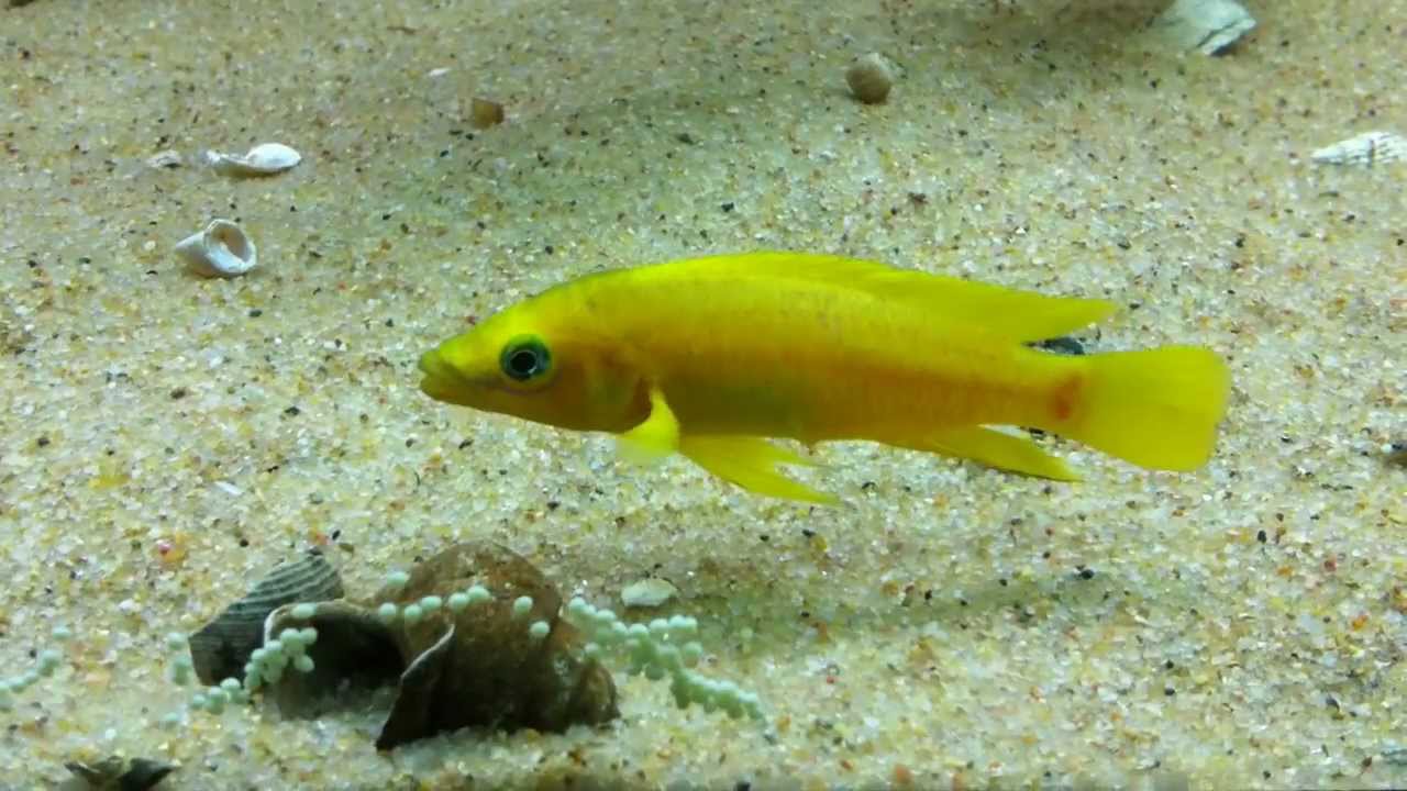 Neolamprologus leleupi Kabogo spawn rare capture - PISCES