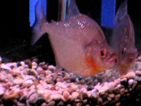 Serrasalmus Compressus