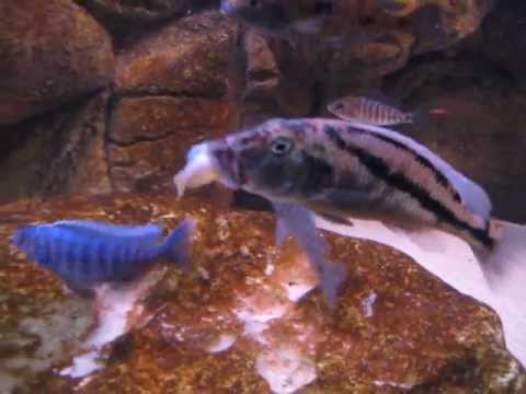 aristochromis christyi feeding video.AVI