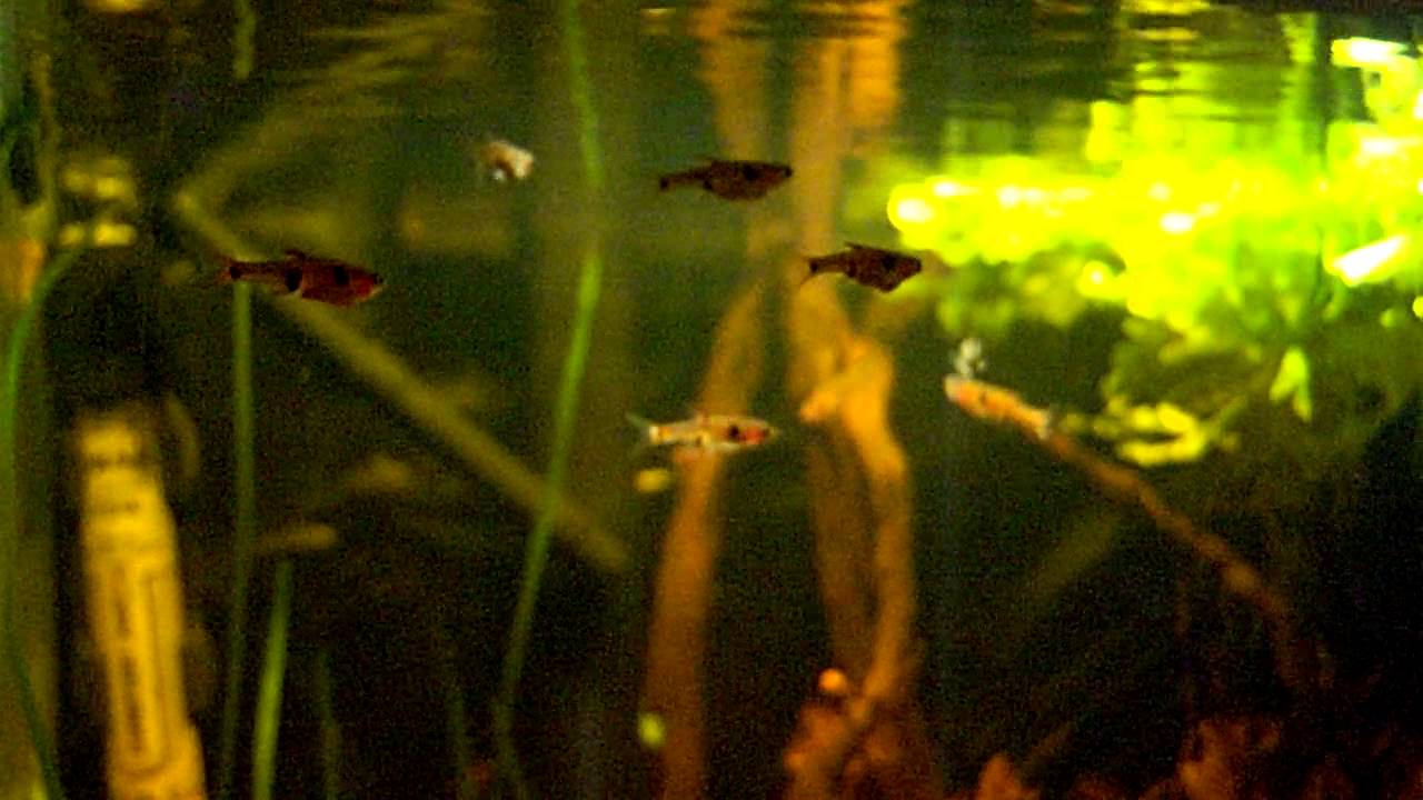 Boraras maculatus - samice