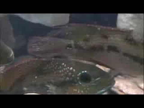 rhytisma collected from Rio Lari