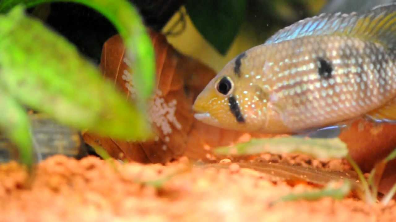 Tahuantinsuyoa macantzatza brood part 1