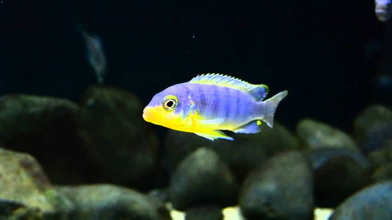 Metriaclima Aurora Likoma wild caught.