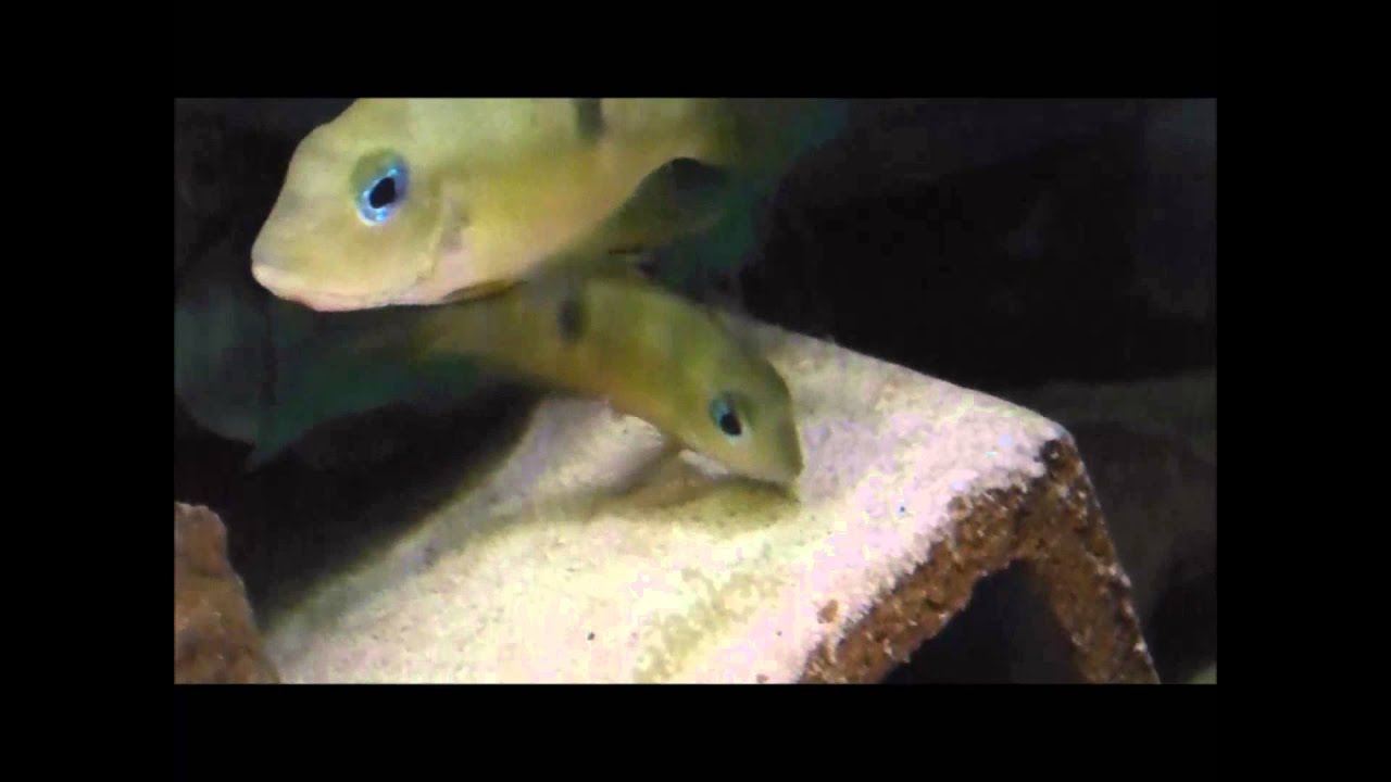 Thorichthys callolepis wild and captive