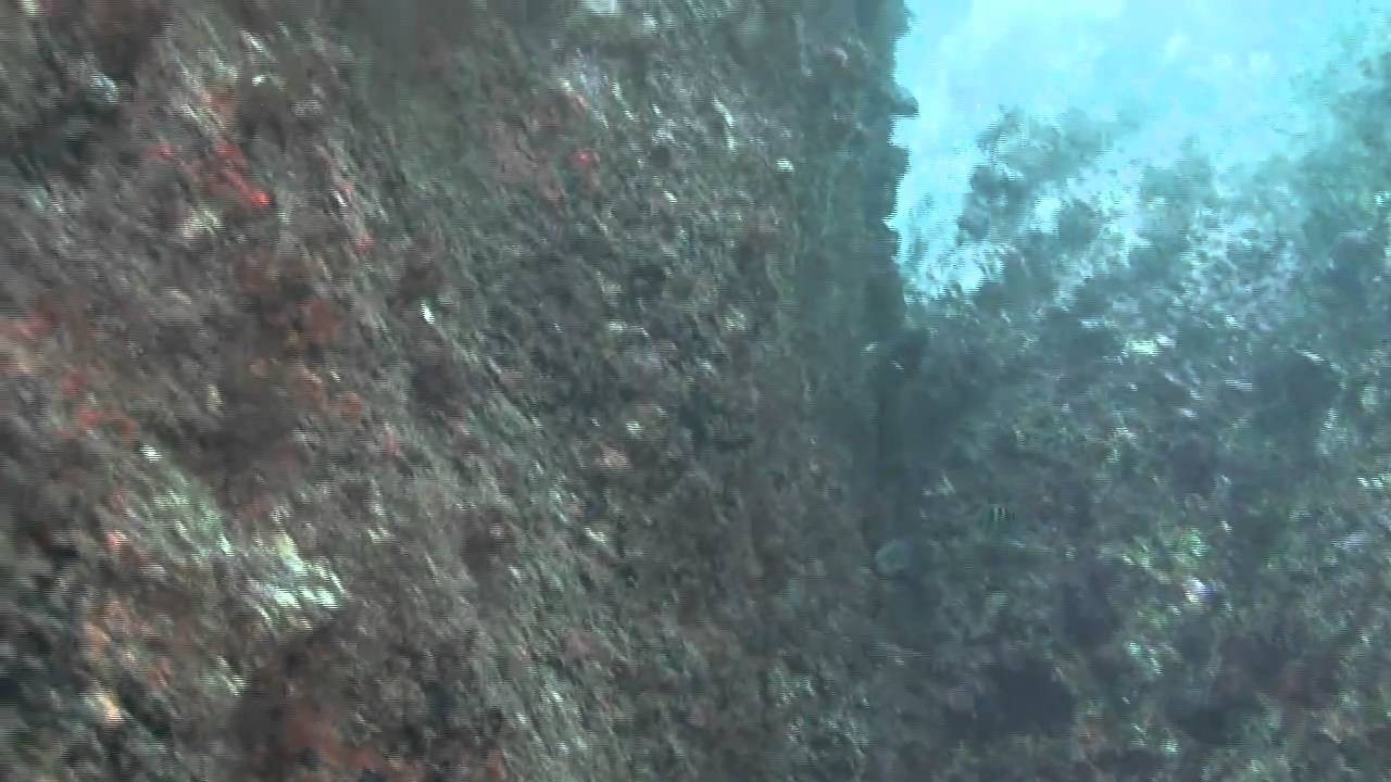 アミメウマヅラハギ Cantherhines pardalis