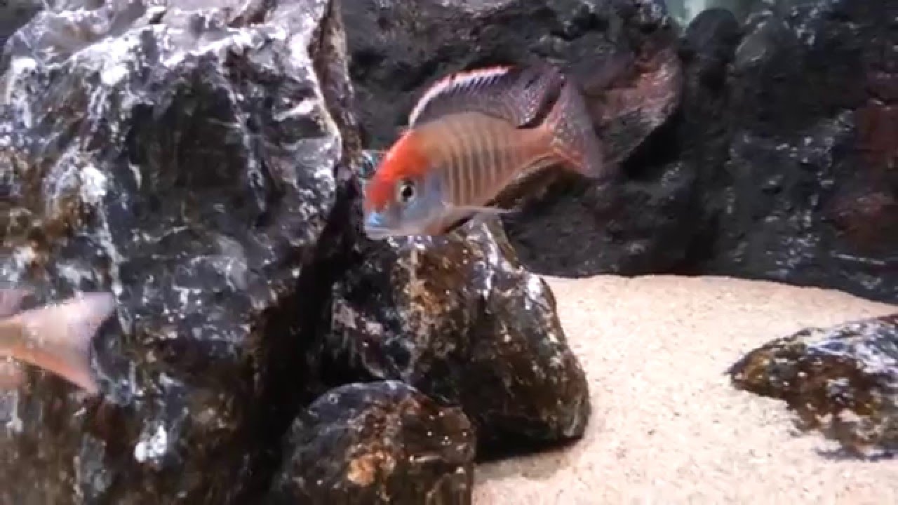 Lethrinops sp. Red Cap 'Itungi'