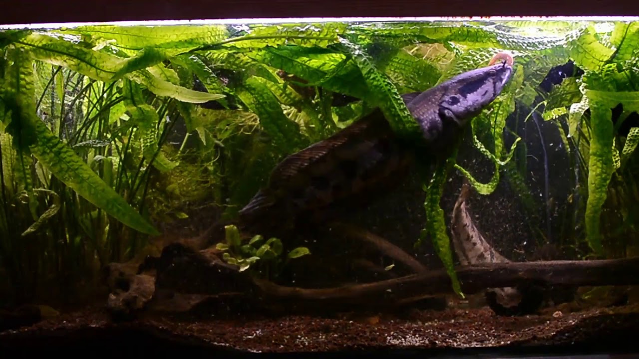 parachanna obscura - feeding