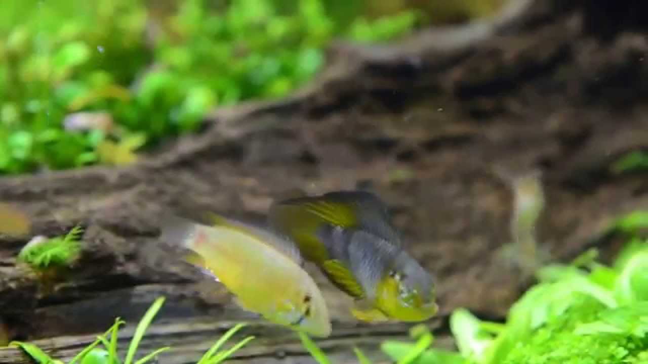 Apistogramma Borellii - Balz