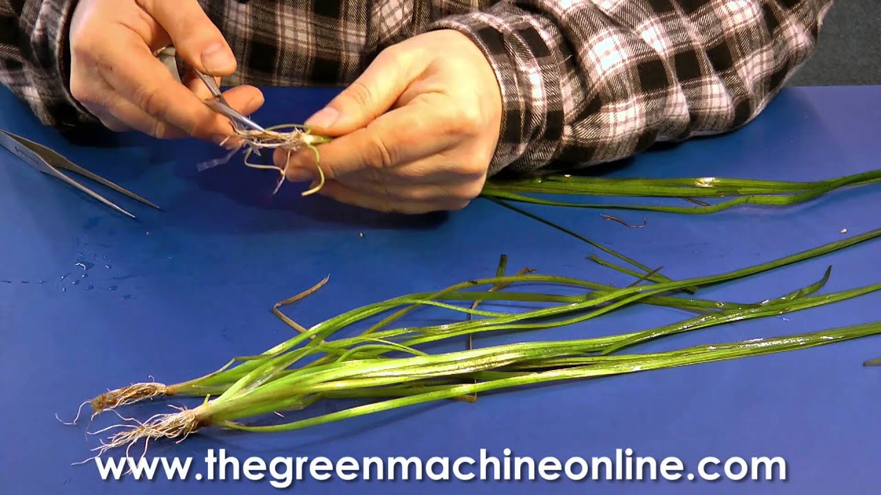Preparing a Vallisneria for Planting in an Aquarium