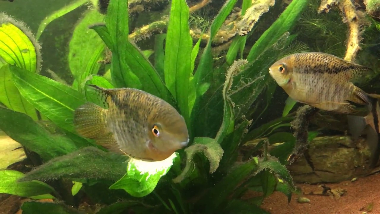 Mesonauta guyanae mit Gelege / Mesonauta guyanae with eggs