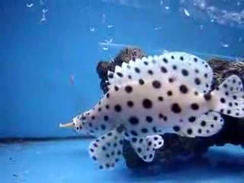 Cromileptes altivelis, Humpback grouper