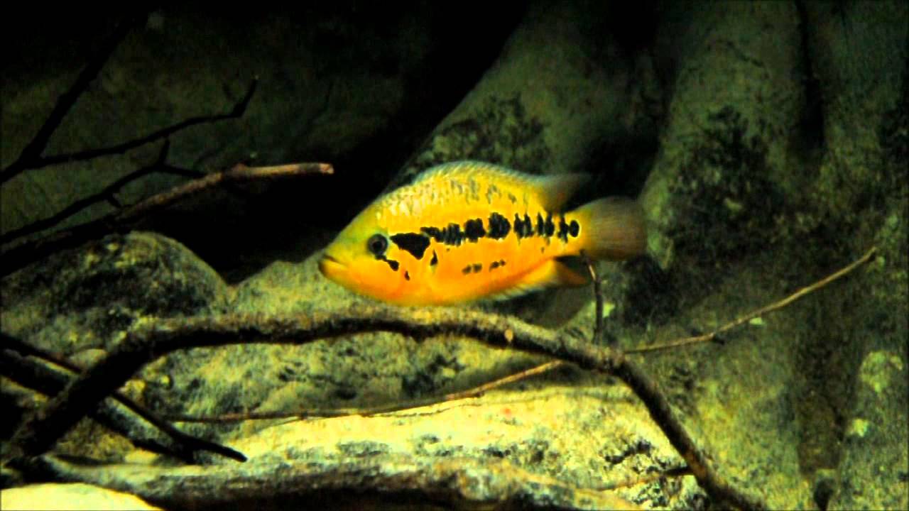 Parachromis loisellei