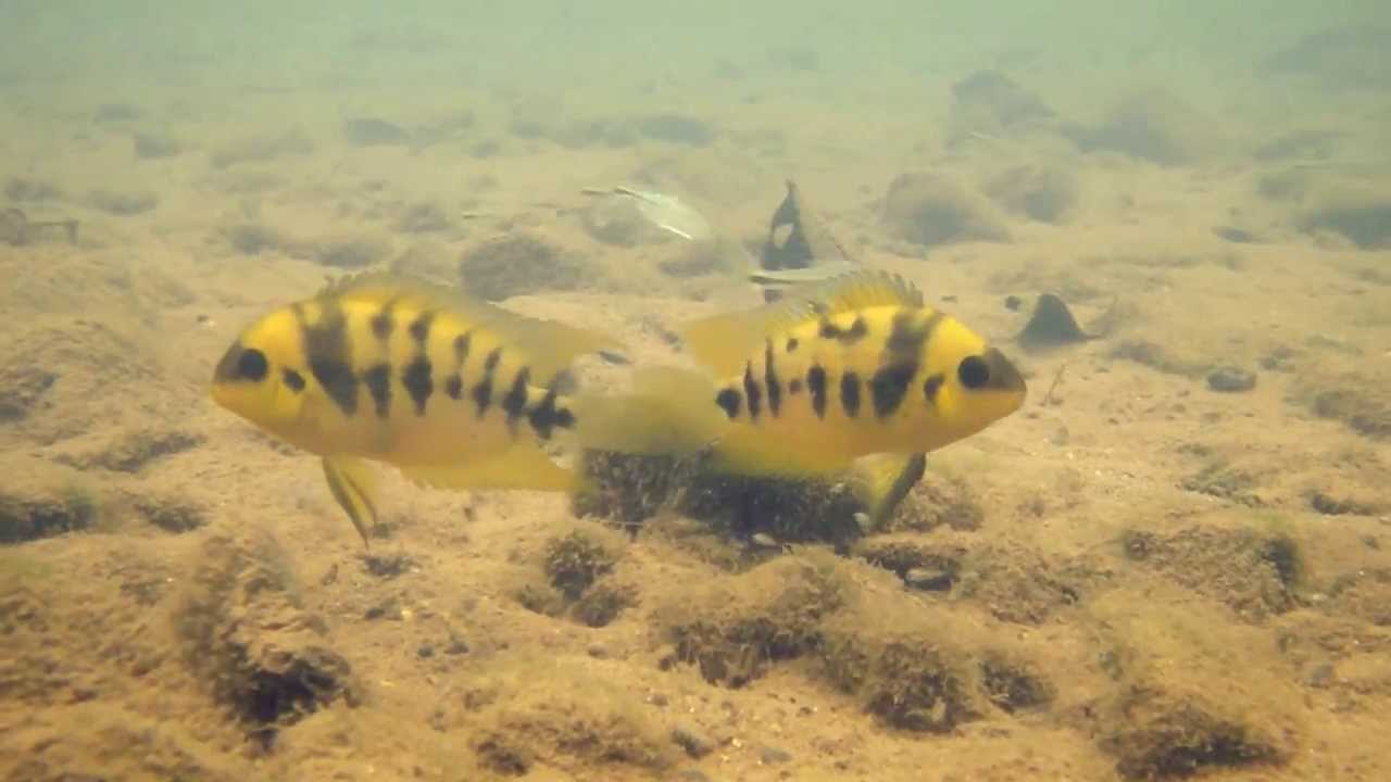 Cryptoheros nanoluteus Rio Canazas