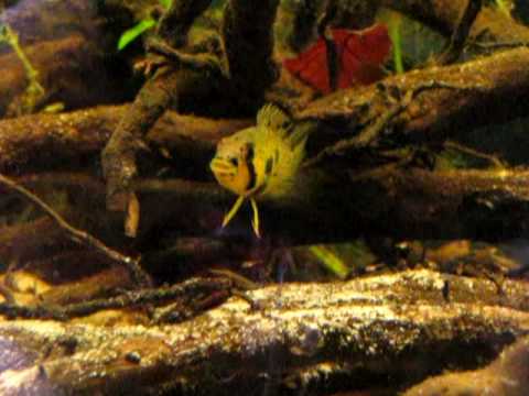 Apistogramma barlowi z narybkiem