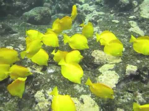 School of yellow tang fish in Kealakekua Bay Hawaii