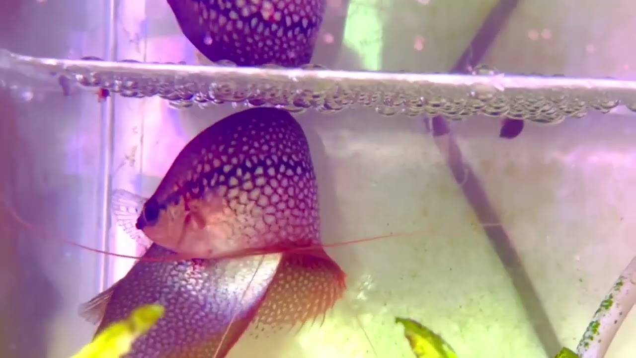 Trichopodus leerii omhelzen elkaar bij het afzetten van eieren