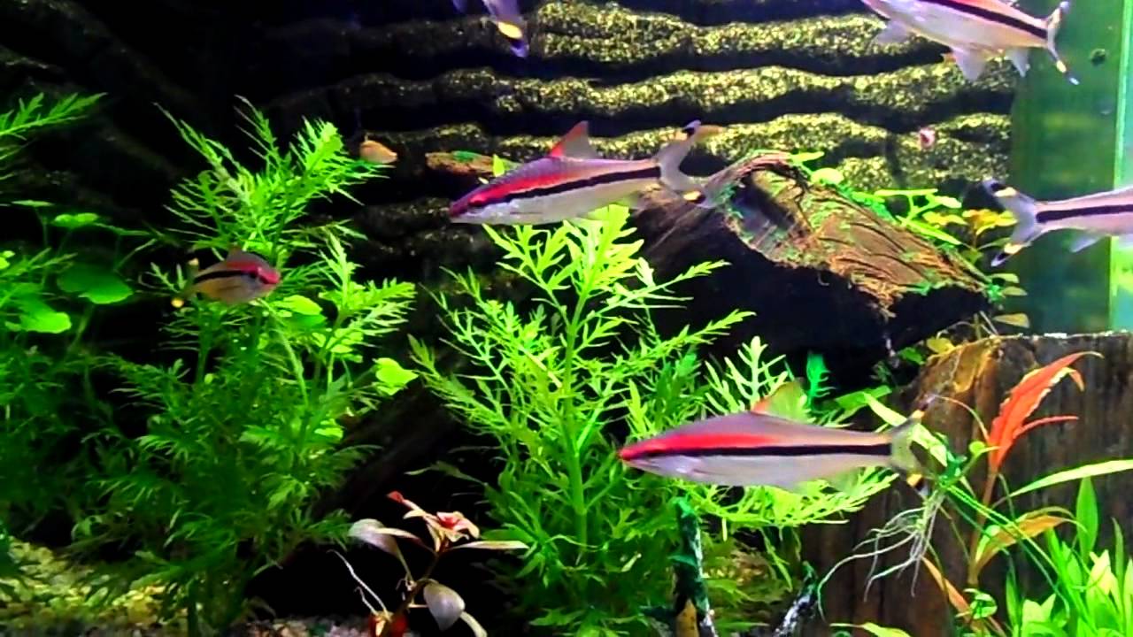 Denison's Barb - Puntius denisonii