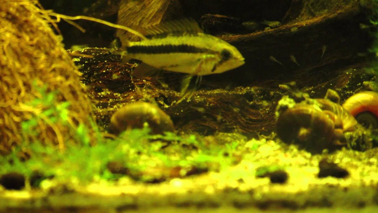 Apistogramma Trifasciata (wild) with fry
