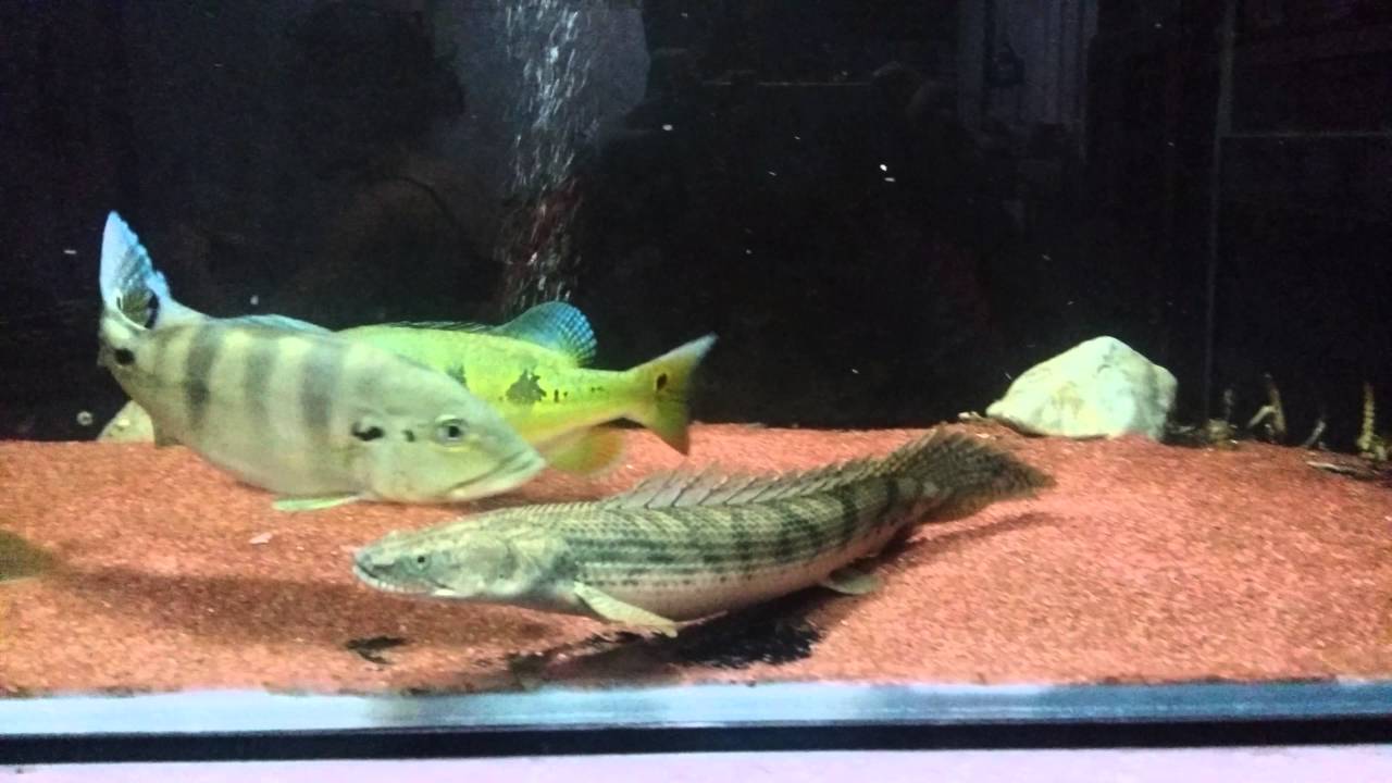 polypterus congicus 黃金恐龍王