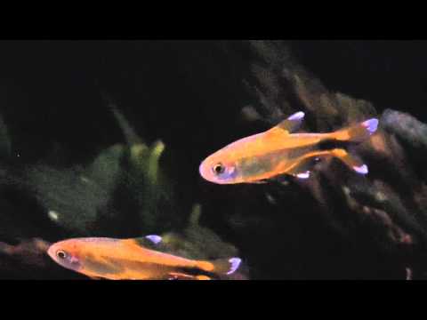 Hasemania nana détaillée