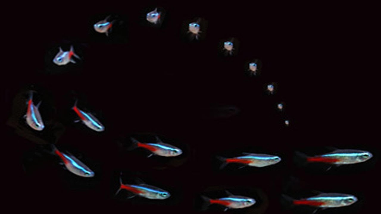 Neon Tetra (Paracheirodon innesi) - Tropical Fish