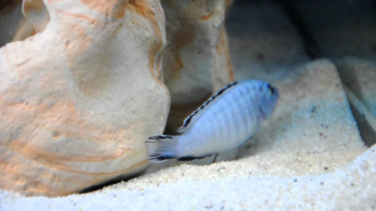 Pseudotropheus Socolofi/ Malawi Cichlids / Малавийские цихлиды 325 л/ L