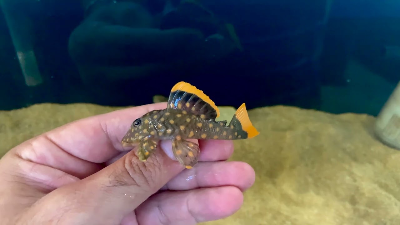 Baryancistrus xanthellus , L 177 ,