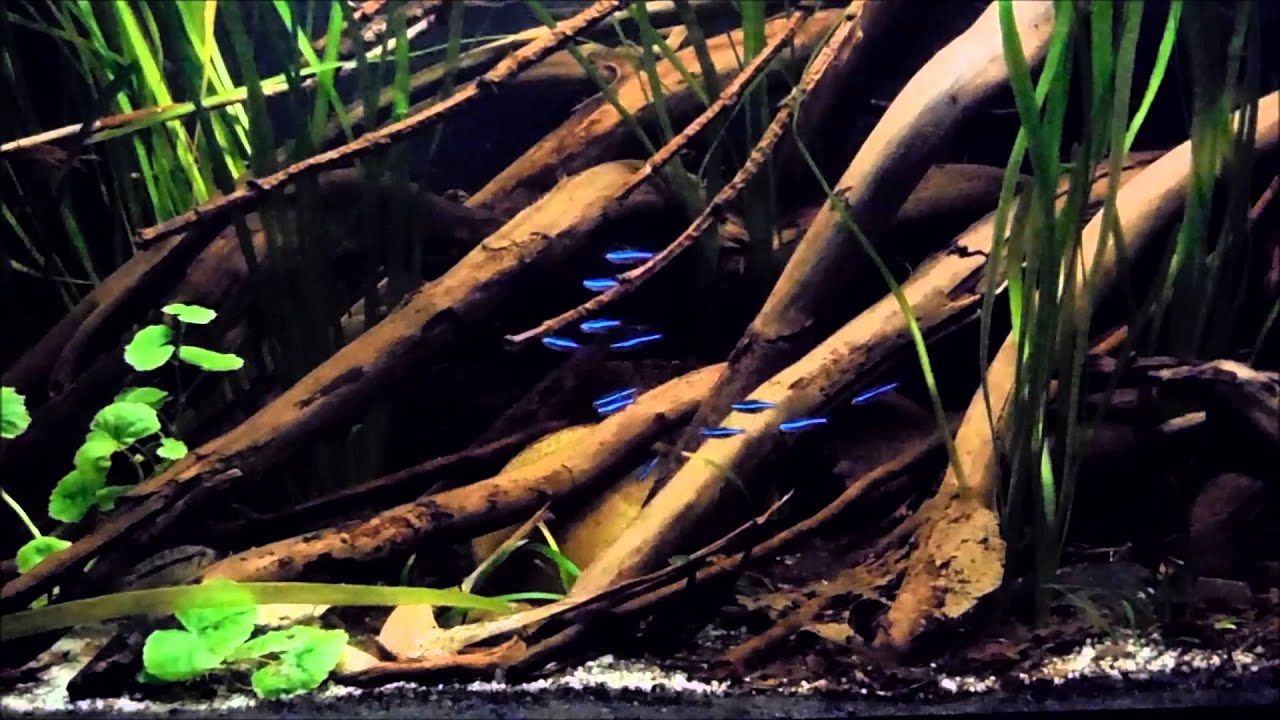 South-America - Paracheirodon simulans