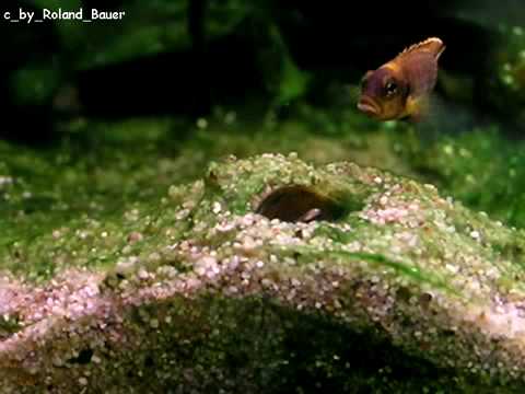 Jonge Lamprologus ocellatus verlaten voor het eerst hun schelp