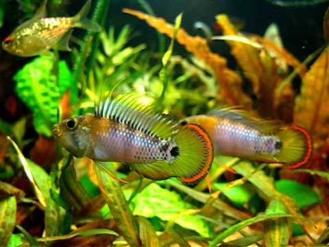 Apistogramma baenschi