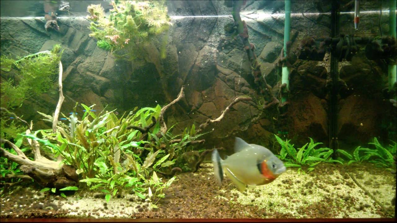 Pristobrycon Serrasalmus Eigenmanni feeding