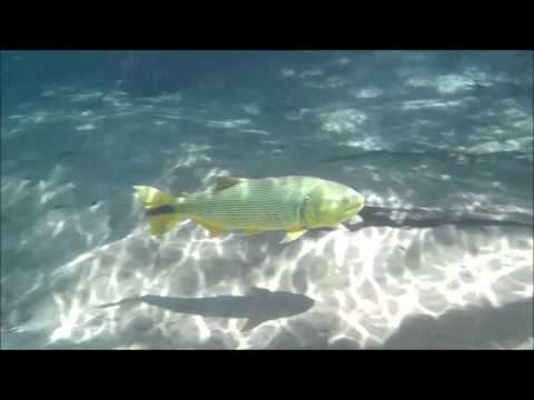Salminus brasiliensis (dourado, dorado, golden dorado, jaw characin)