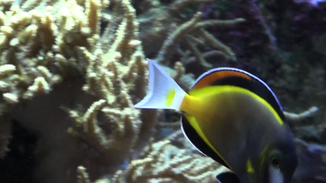 Acanthurus japonicus beautiful Japan surgeonfish