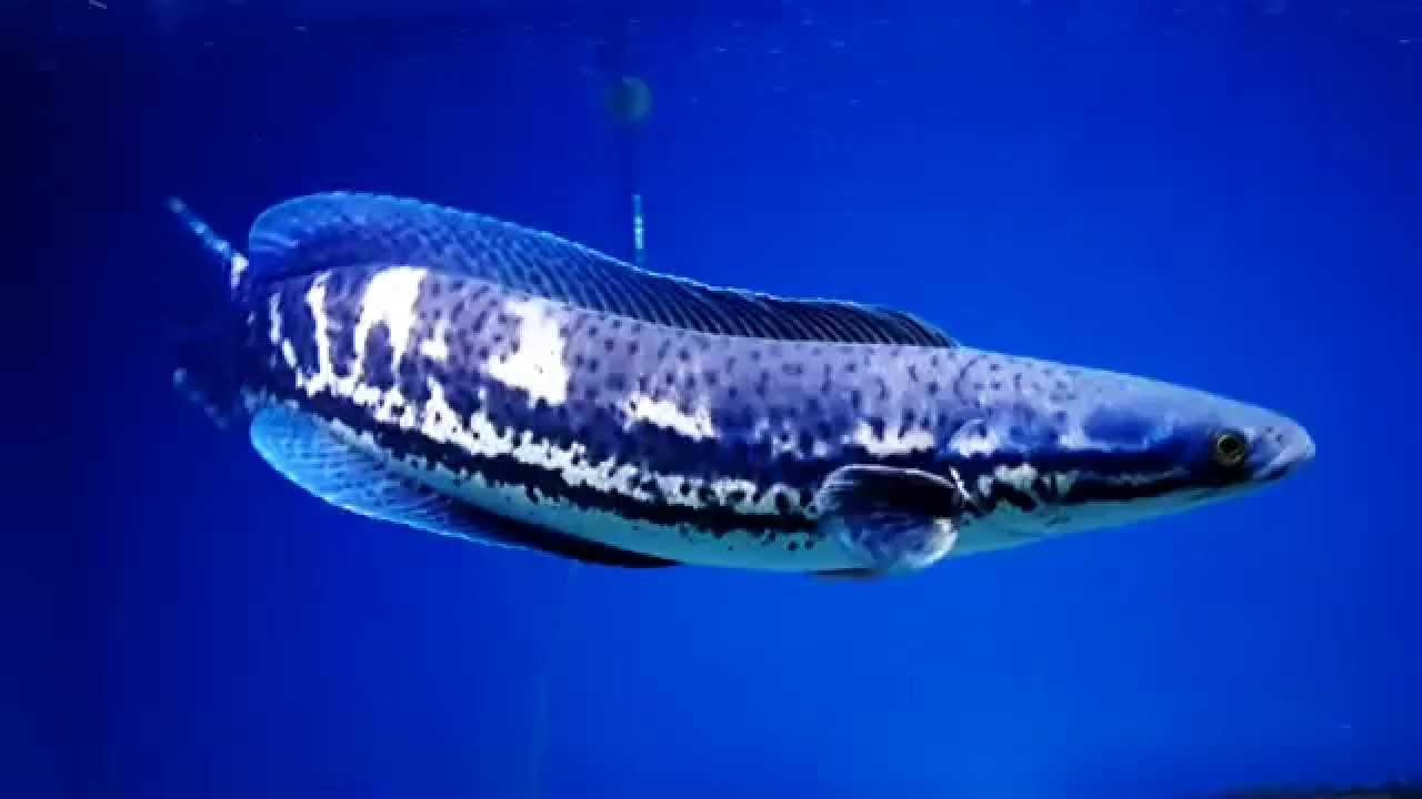 Channa Diplogramma - Malabar snakehead
