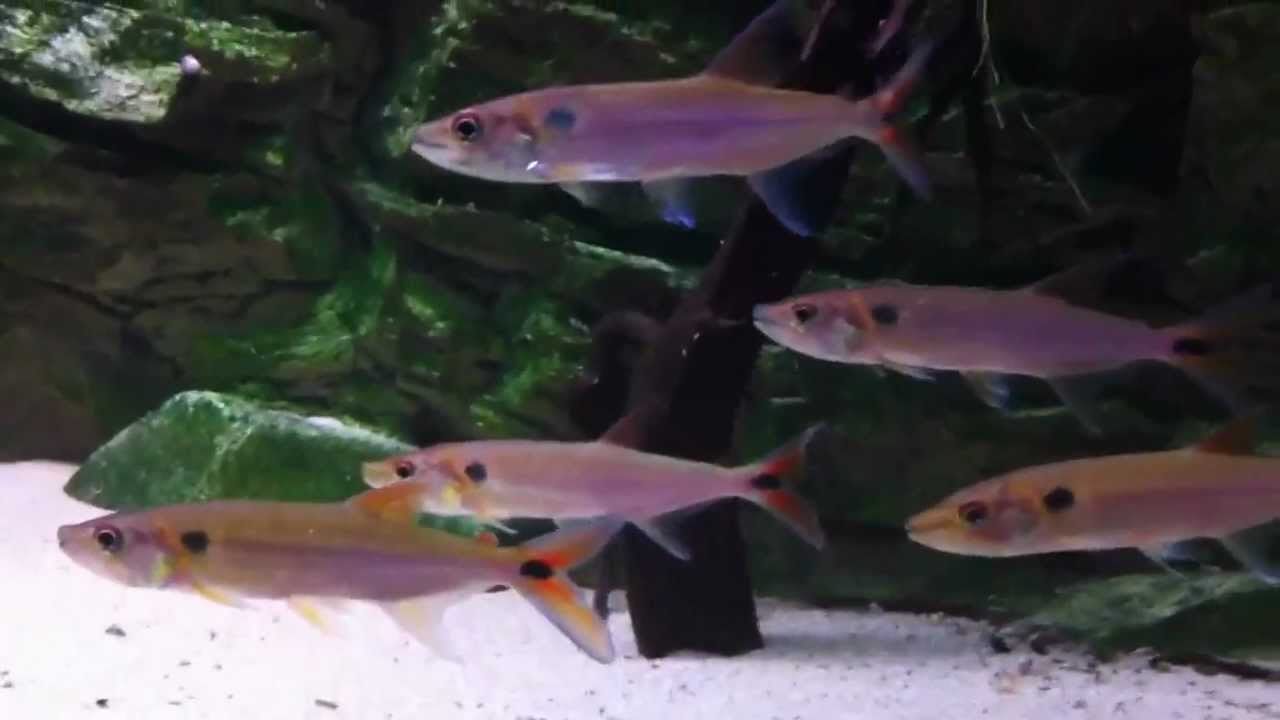 Acestrorhynchus falcatus 2