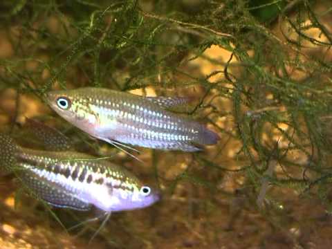 The Croaking Gourami Trichopsis schalleri