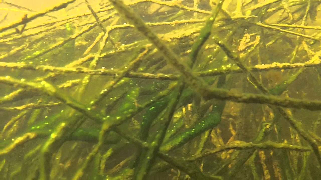 Aphyocharax paraguayensis biotopo Corrientes Arg