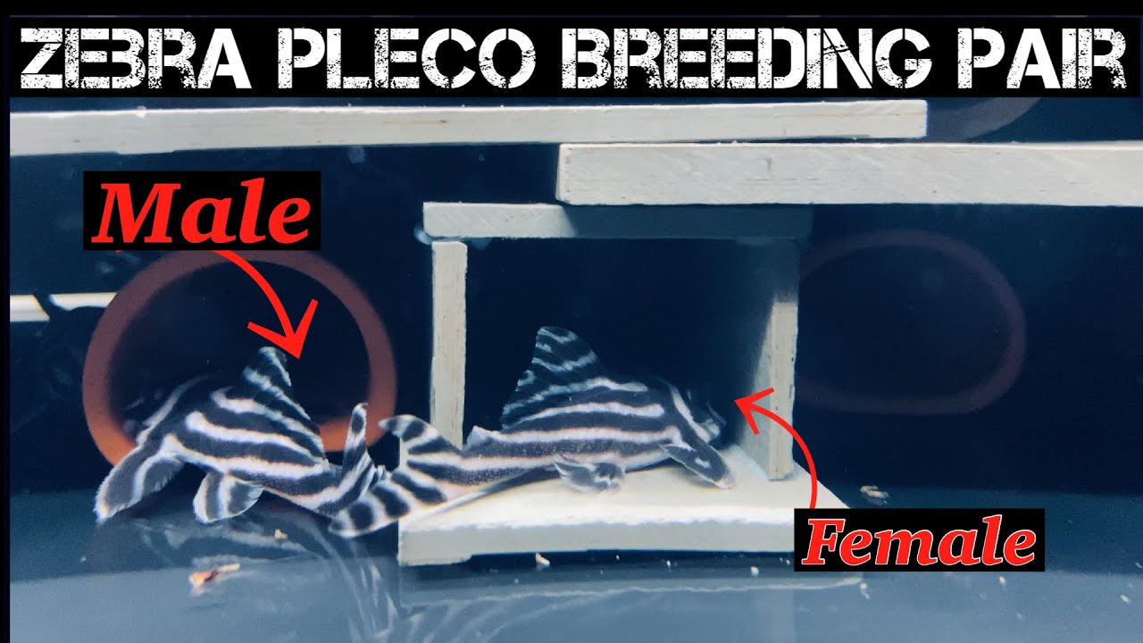 Zebra pleco breeding pair