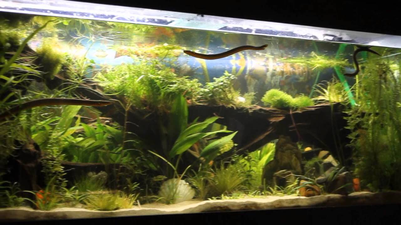 Flösselaale Erpetoichthys calabaricus Balz