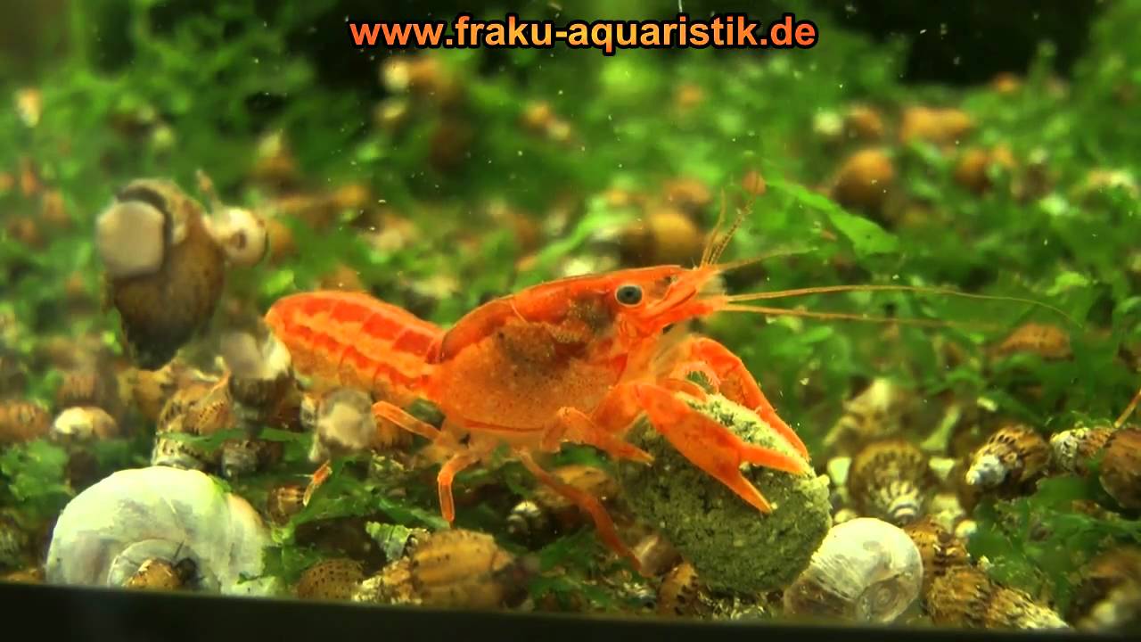 cpo zwergkrebs 1 - cambarellus patzcuarensis orange dwarf crayfish