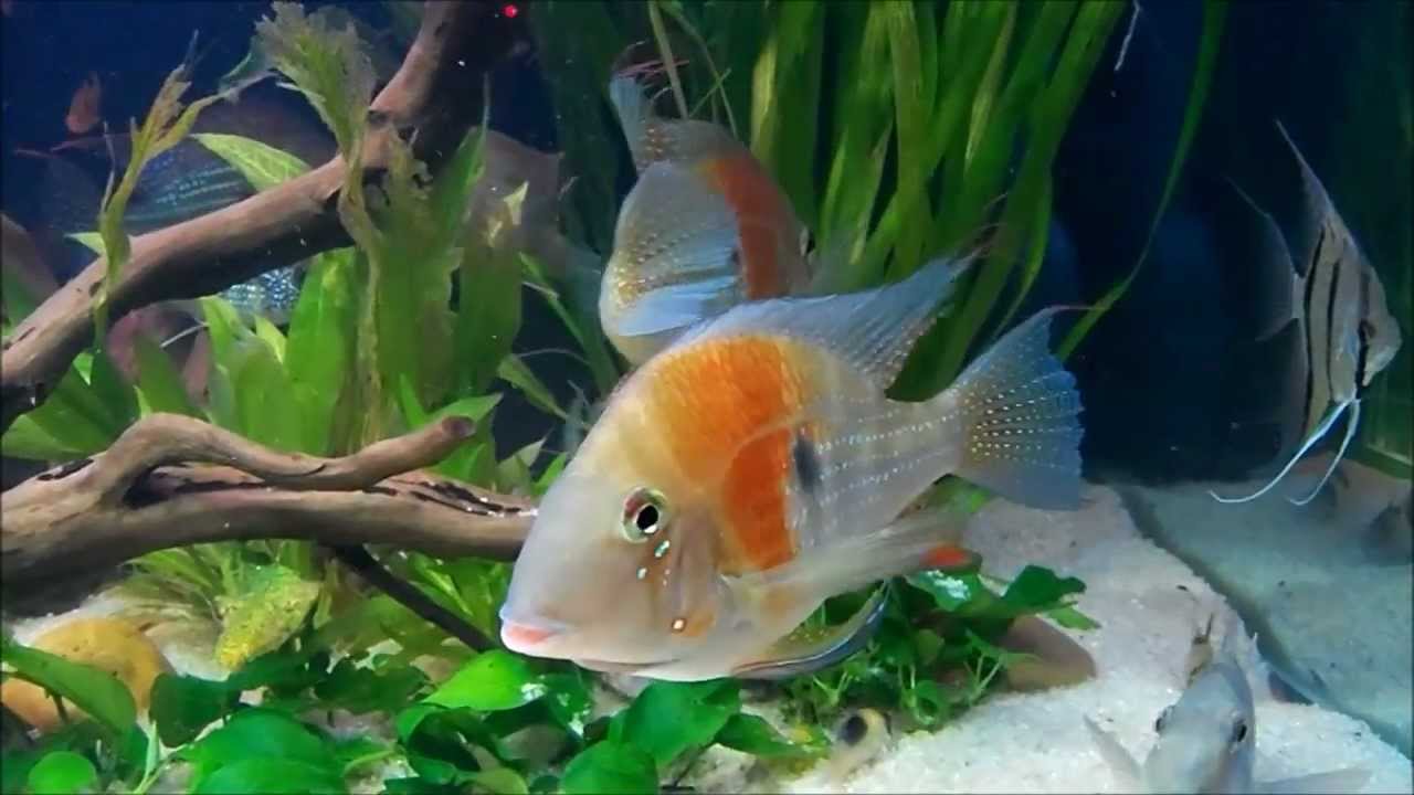 Acarichthys Heckelii