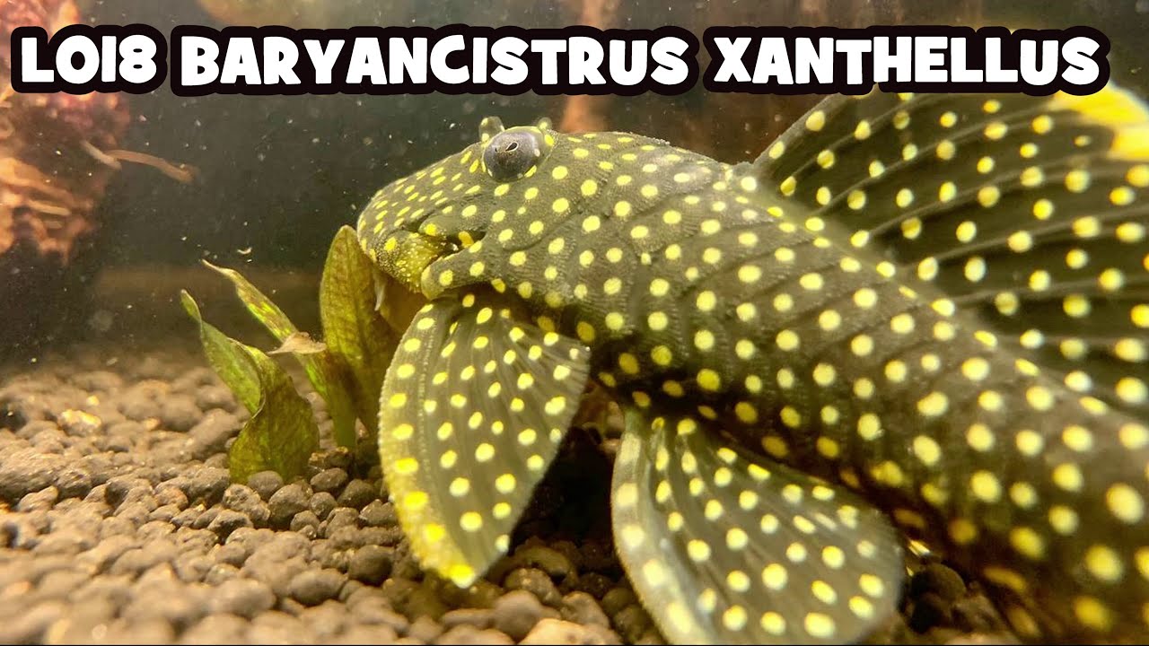 L018 Baryancistrus xanthellus