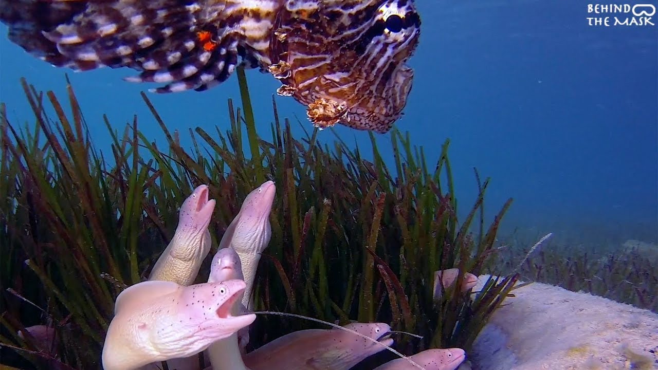 Geometric Moray (Gymnothorax griseus)
